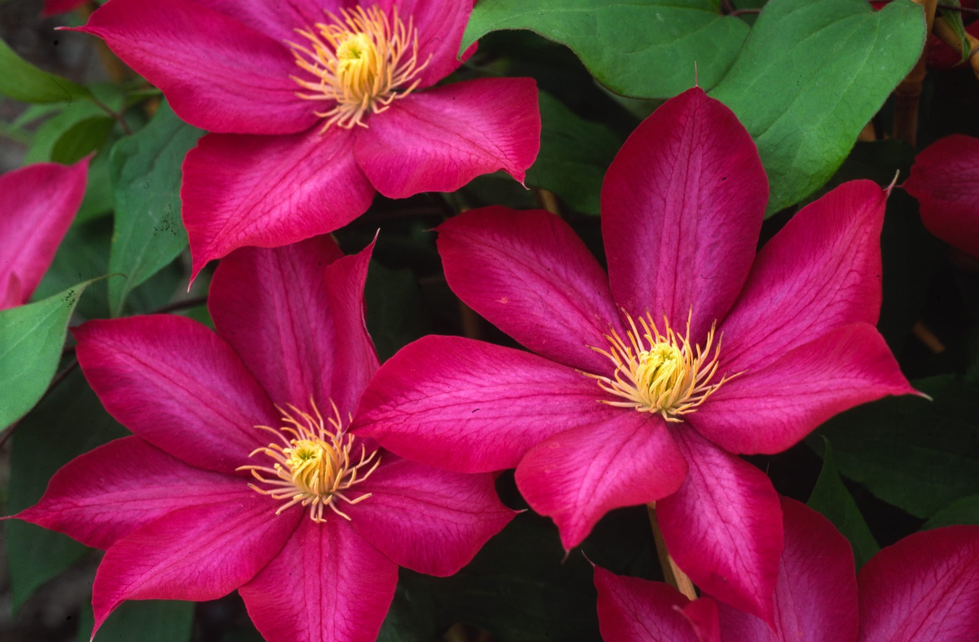Bourbon™ Clematis Vine Perennial 2.5" Pot