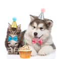 thumbnail image 4 of Holzlrgus 4 Pieces Cat Birthday Hat and Bowtie Cute Reusable Dog Pet Headwear Adjustable Collar Dog Headband Topper for Cat and Small Medium Dogs (Lake Blue and Pink), 4 of 7