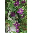 thumbnail image 2 of Rotenberg, Nancy 23x32 White Modern Wood Framed Museum Art Print Titled - Wren in birdhouse in clematis vine, 2 of 4