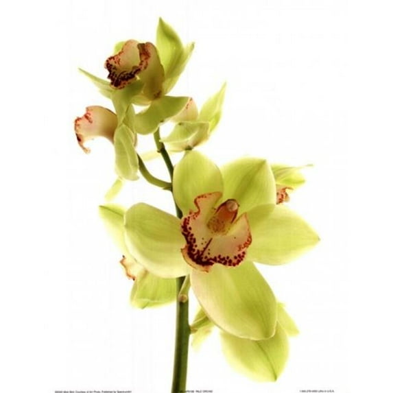 TPC/SGA P24AP610B Pale Orchid Poster Print by Art Photo Pro - 11 x 14