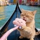 thumbnail image 4 of Juguete interactivo para morder para gatos, para la salud dental, cuerda para morder, mordedor de entrenamiento, juego con texturas naturales, 4 of 6