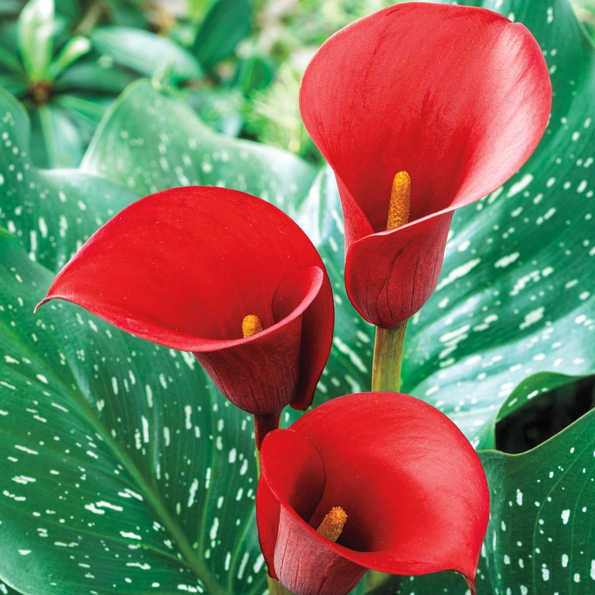 Red Alert Calla Lily Dormant Bare Root Bulbs (5Pack)