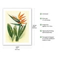 thumbnail image 2 of Hawaiian Bird of Paradise - Vintage Hawaiian Airbrush Art by Ted Mundorff c.1940s - Bamboo Fine Art 290gsm Paper (Unframed) 17x22in, 2 of 4