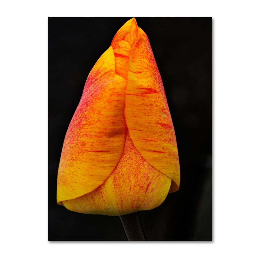 Trademark Fine Art "Perfect Red and Yellow Tulip" Canvas Wall Art by Kurt Shaffer