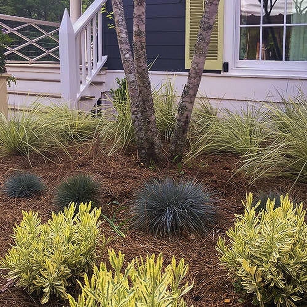 Beyond Blue Festuca (2.5 Quart) Ornamental Perennial Fescue Grass with Powder Blue Foliage - Full Sun Live Outdoor Plant - Southern Living Plant Collection - image 4 of 5