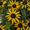 thumbnail image 2 of Expert Gardener 2QT Yellow Rudbeckia Live Perennial Plant Sun, 2 of 7