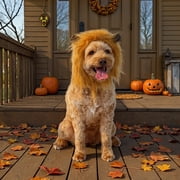 Vibrant Life Halloween Lion Mane Costume for Dogs & Cats, Brown, Extra Small/Small
