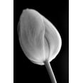 thumbnail image 2 of Schell, Jennie Marie 17x24 Gold Ornate Wood Framed with Double Matting Museum Art Print Titled - Tulip Flower Macro Black and White 2, 2 of 4