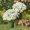 white, variant on Artificial Mums Fall Flowers, Artificial Sunset Mums Flowers Outdoor, Resistant Waterproof No Fade Faux Flowers Plants, for Garden Porch Patio Fall Home Decor (Yellow-10 Bundles),yellow,10 Bundles