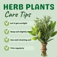 thumbnail image 4 of Set 4 Fresh Herb Plants, Fragrant Culinary Herb Collection 3-6 Inch Kitchen and Garden, Assorted Varieties, Bare Root, 4 of 6