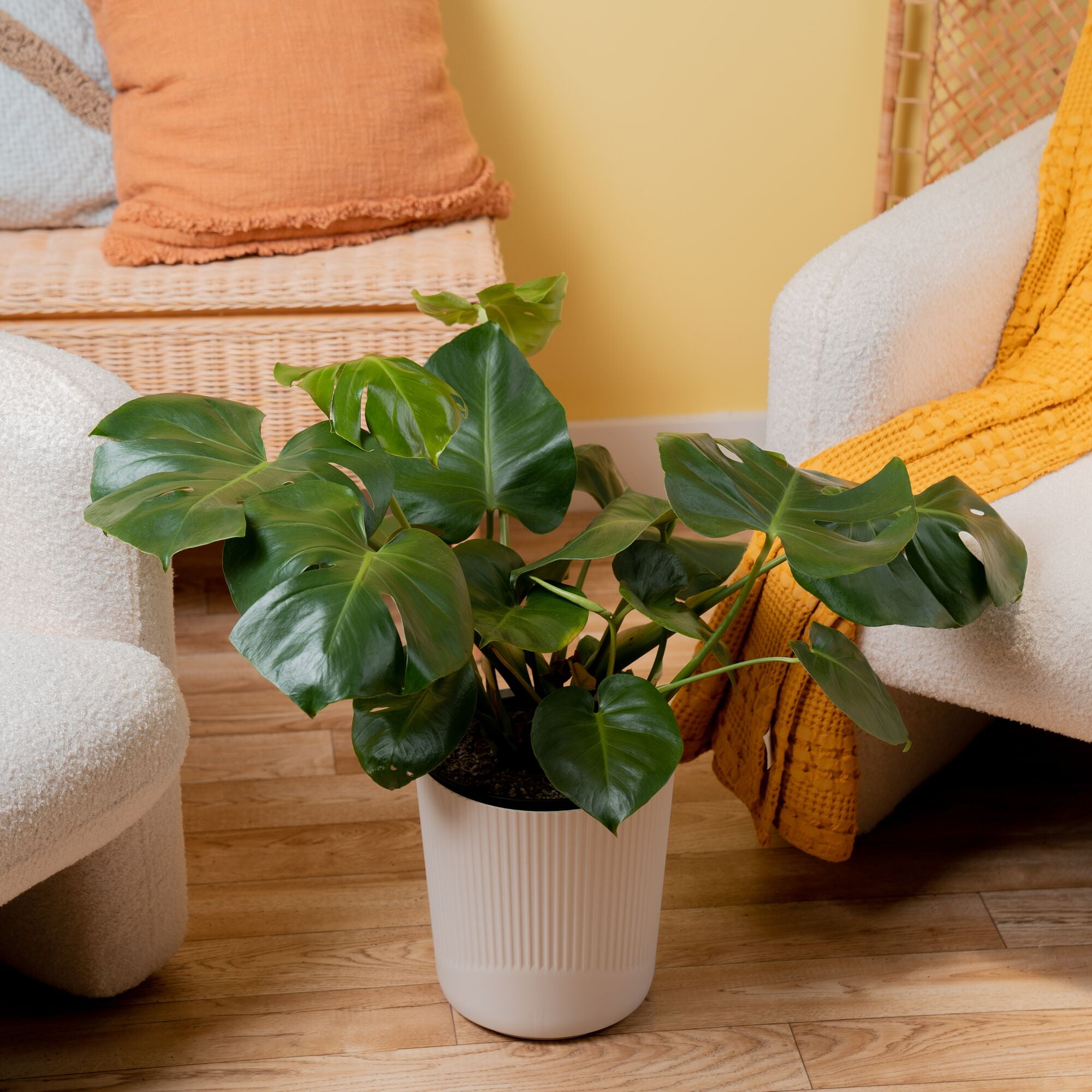Costa Farms 24" Tall Monstera Deliciosa Live House Plants in 10" Décor Pot