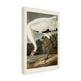 thumbnail image 2 of John James Audubon 'Hooping Crane' Canvas Art, 2 of 3