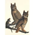 thumbnail image 2 of Audubon, John James 14x18 White Modern Wood Framed Museum Art Print Titled - Great Horned Owl, 2 of 4