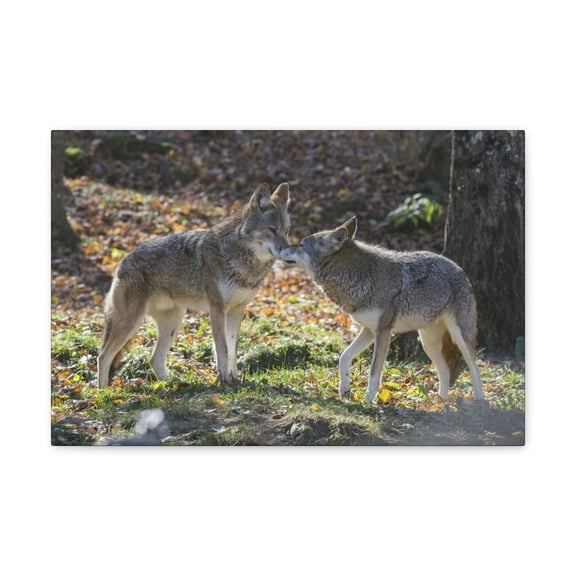 Coyote Couple Coyote Troop Print Animal Wall Art Wildlife Canvas Prints Wall Art Ready to Hang Unframed