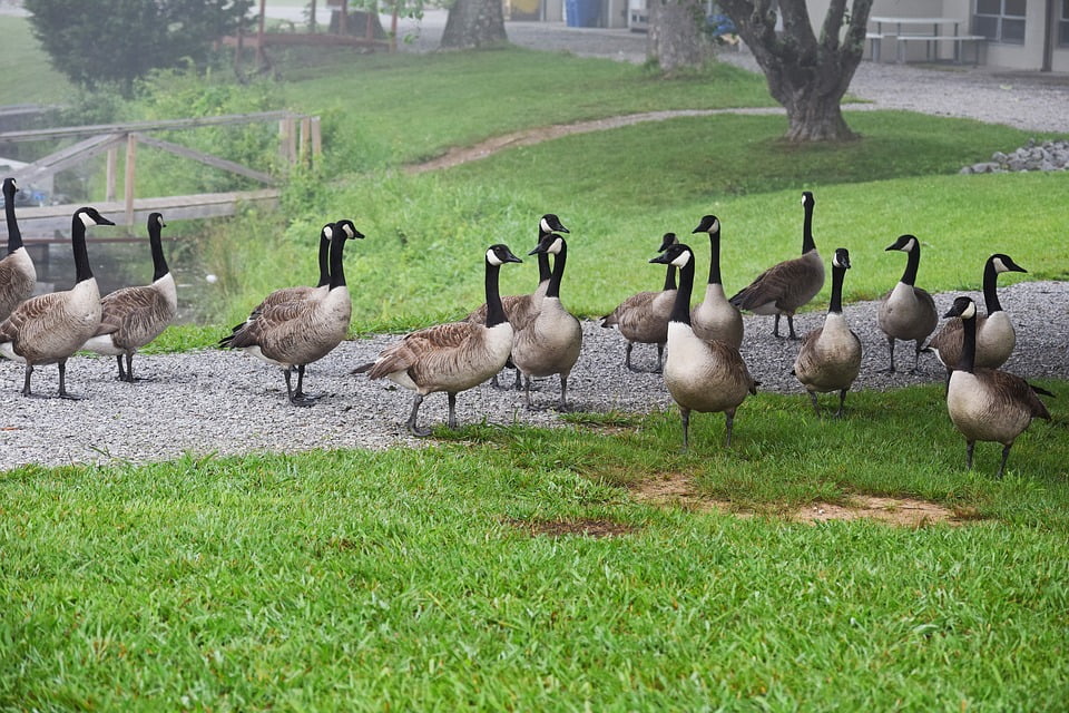 Bird Canada Goose Gaggle Of Geese Animal Waterfowl20 Inch By 30 Inch