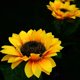 thumbnail image 2 of 2 Pcs Pack Solar Flower Lights Outdoor Solar Lights Sunflower Decorative LED Solar Lights, 2 of 5