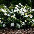 thumbnail image 3 of Gardenia Dwarf Radicans  2 Large Gallon Size Plants  Fragrant Blooming Shrub  Gardenia Jasminoides Cape Jasmine, 3 of 9