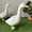 7-inch small duck, variant on Realistic Resin Garden Duck Statue Figurine, Hand-Painted Pond Bird Sculpture for Outdoor Patio Yard Lawn Landscaping Decor & Indoor Shelf Display(White)