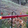 thumbnail image 3 of Comedero para colibríes con orificios para colgar comederos para pájaros, tubo transparente roj Carevas Comedero para pájaros, 3 of 7