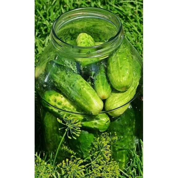 National Pickling Cucumber/ Annual/ Full Sun/240 Seeds 1/4 oz/ Zellajake Farm and Garden - B231