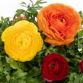 thumbnail image 2 of Better Homes & Gardens 1.5PT Multicolor Ranunculus Live Annual Plant Sun, 2 of 5