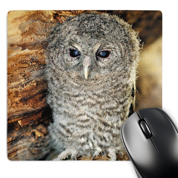 3dRose, Tawny Owl, Strix aluco One month young owl Aragon Spain, MousePad