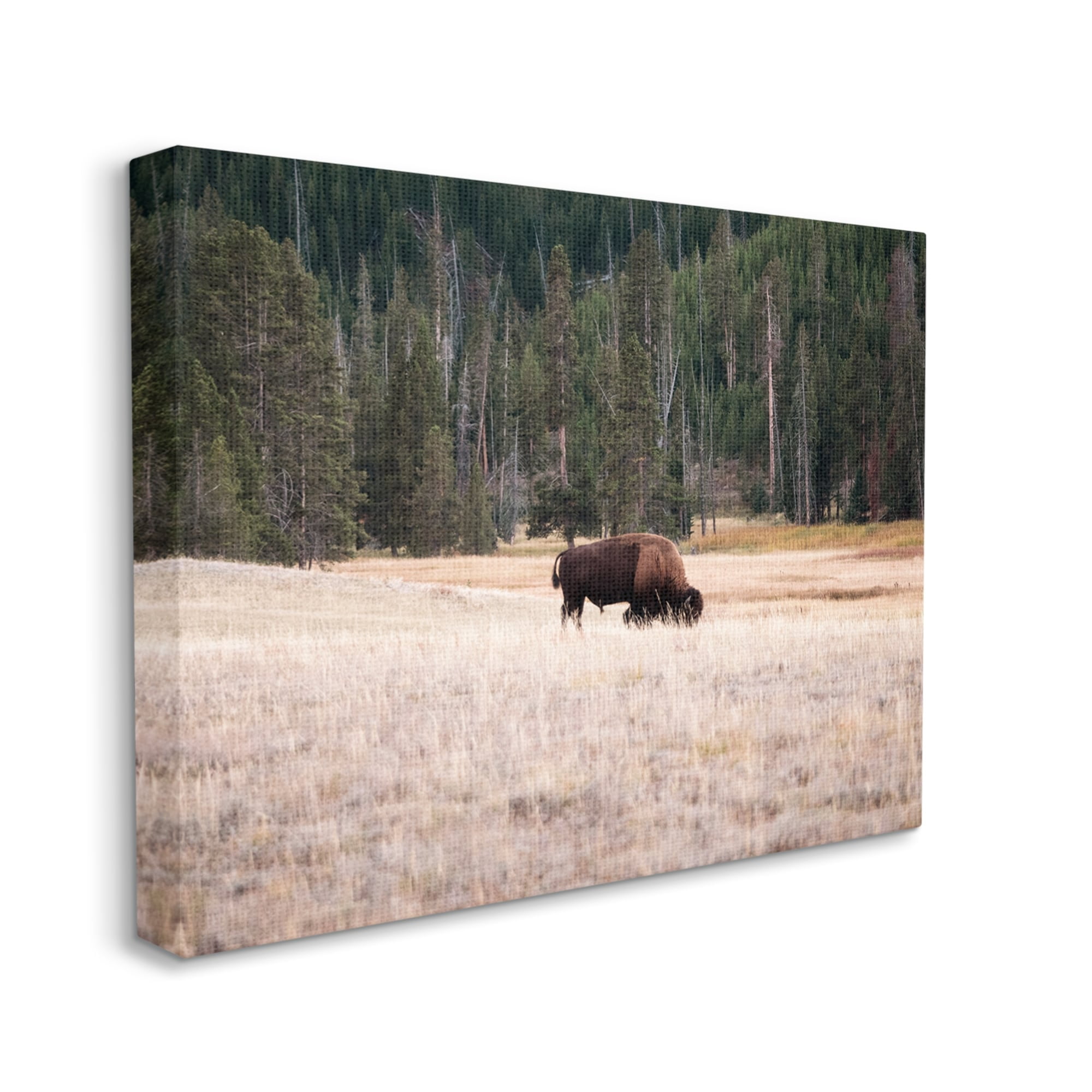Stupell Bison Grazing Rural Country Landscape Animals & Insects Photography Gallery Wrapped Canvas Print Wall Art