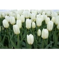 thumbnail image 2 of Dana Styber 32x23 Gallery Wrapped Canvas Wall Art Titled - White Tulips I, 2 of 4