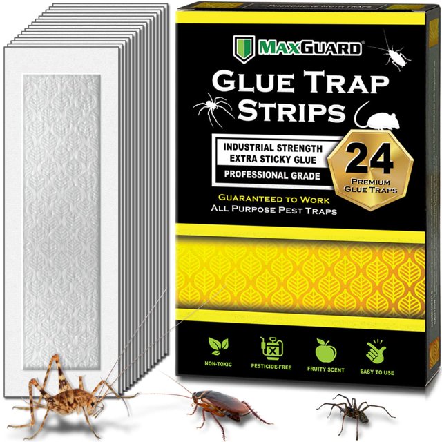 Tiras adhesivas MaxGuard, no tóxicas, extra adhesivas (24 trampas)