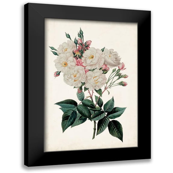 Vision Studio 11x14 Black Modern Framed Museum Art Print Titled - Vintage Rose Clippings IV