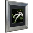 thumbnail image 2 of Trademark Fine Art "Graceful Lily" Canvas Art by Kurt Shaffer, Black Matte, Silver Frame, 2 of 4
