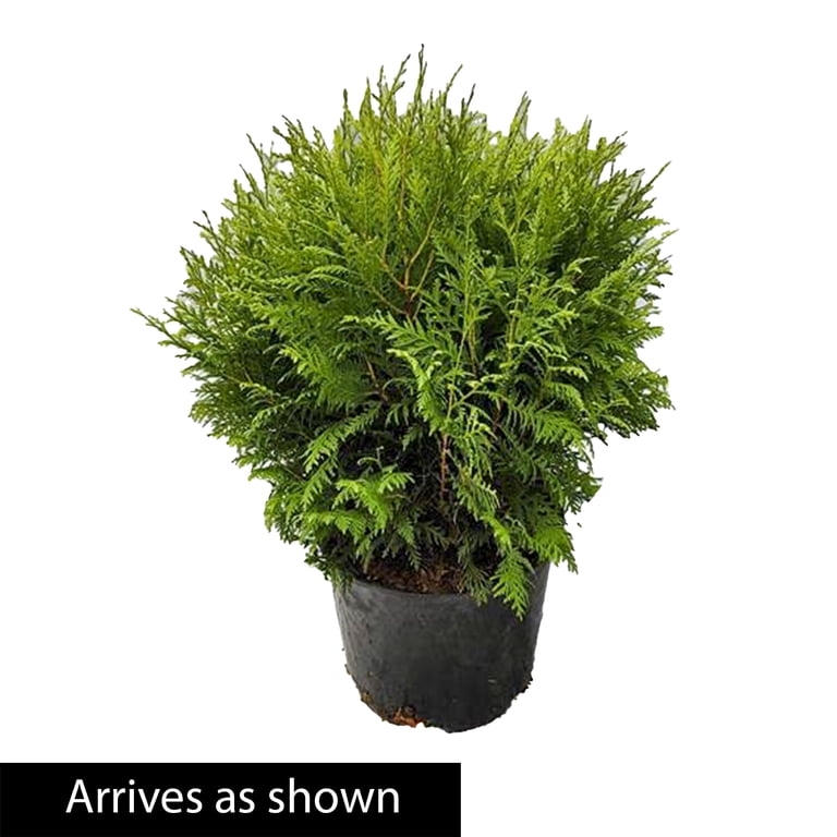 weihnachtsstern hochbltter Euphorbia pulcherrima 'Ice Princess'