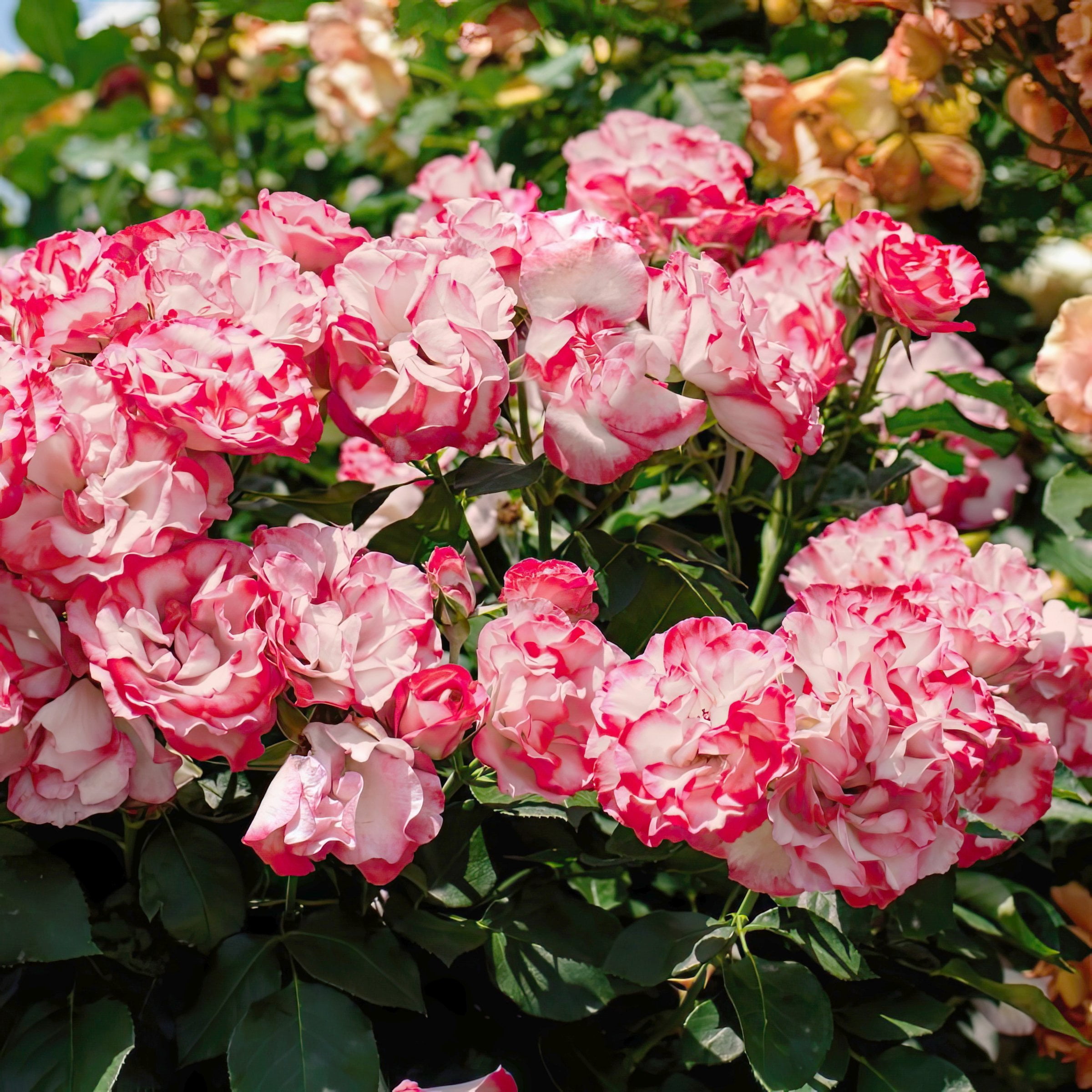Bare Root Cherry Parfait Rose with Multicolor Flowers (2-Pack)