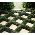 thumbnail image 6 of Dwarf Mondo Grass  1 Large Quart Size Plant  Ophiopogon Japonicus Nanus  Live Shade Loving Evergreen Ground Cover, 6 of 8