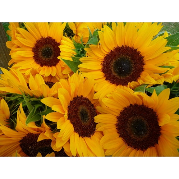 50 HOPI COMMON SUNFLOWER Helianthus Annuus Flower Seeds