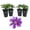 4 Plants, variant on Clematis Baroness Fookes - 1 Live Starter Plant - Beautiful Multi Colored Striped Lavender Flowering Vine