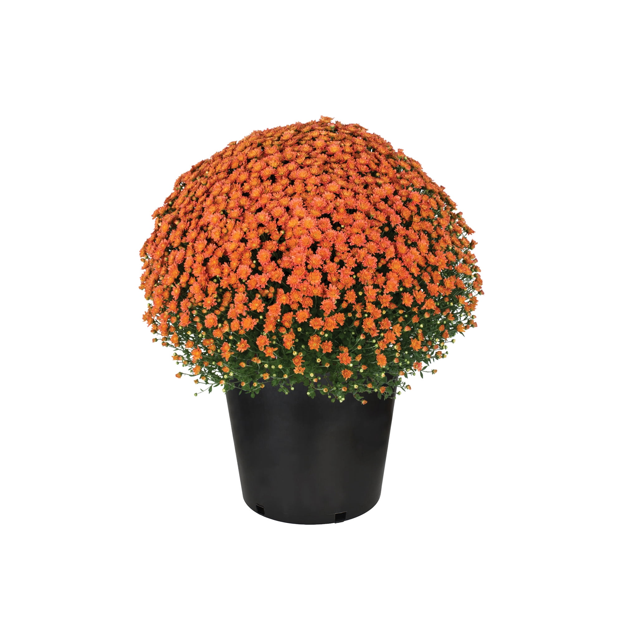 Expert Gardener Orange Mum Chrysanthemum Live Plant, 3 qt Grower Pot