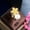 Yellow Gold Plated, variant on Yellow Gold Plated Cubic Zirconia Luxury Fashion Finger Flower Leaf Pearl Ring