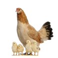 thumbnail image 2 of Hen with Its Chicks Wall Decal by Wallmonkeys Peel and Stick Graphic (18 in H x 16 in W) WM86467, 2 of 4