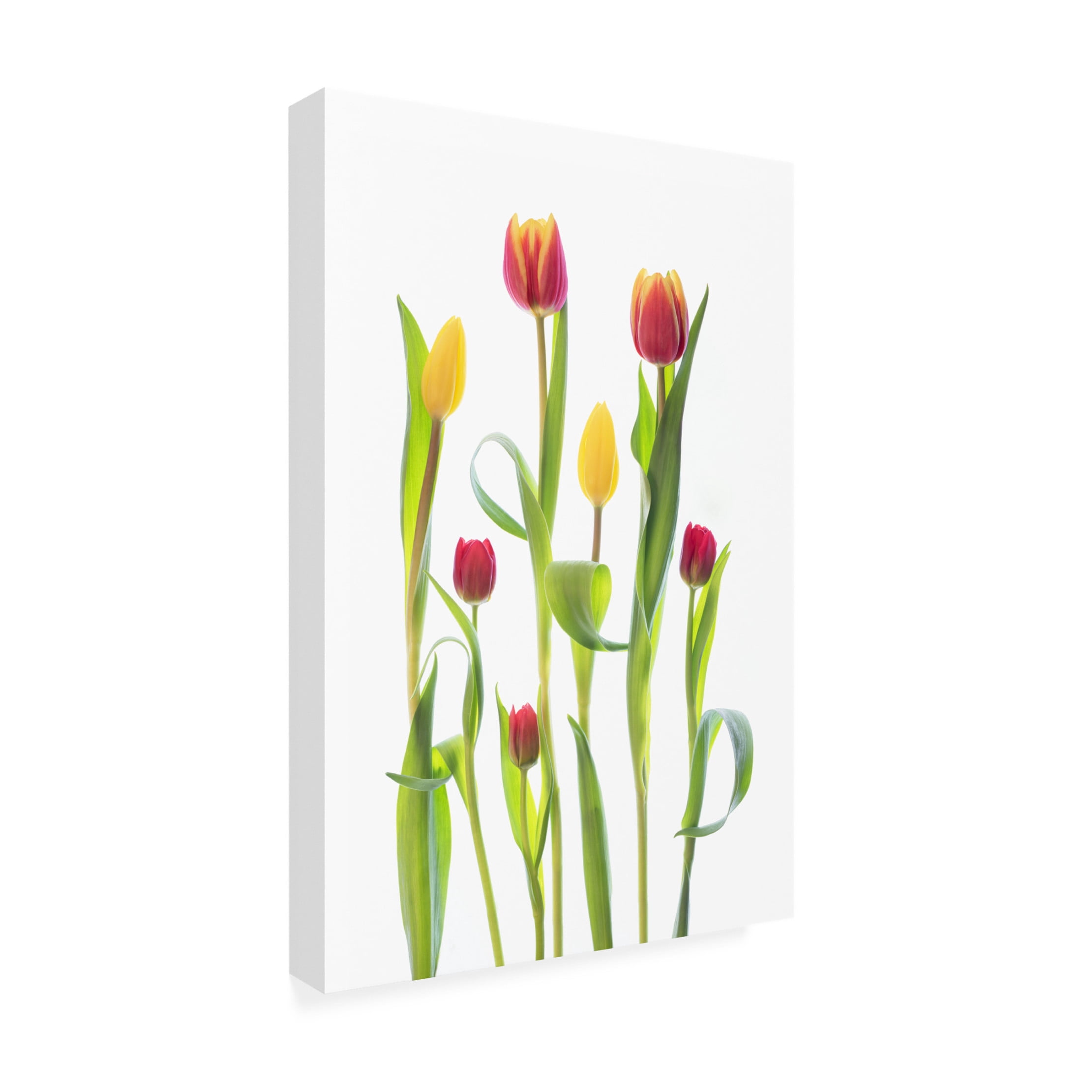 Canvas Wall Art - Sharon Williams 'Tulips' Wall Art for Living Room, Bedroom, or Office Décor by Trademark Fine Art - 12 x 19 Inches