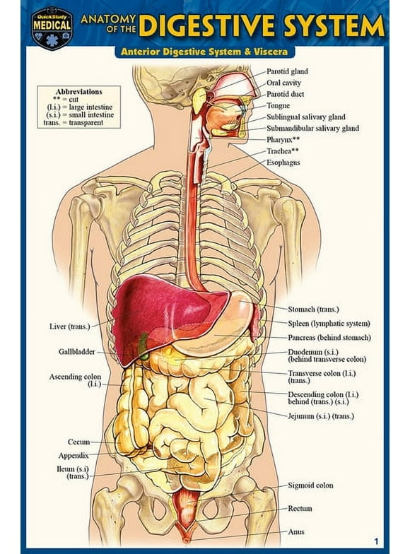 Anatomy of the Digestive System (Pocket-Sized Edition - 4x6 inches) (Edition 2) (Other)