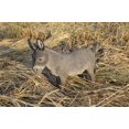 thumbnail image 1 of Figura de burro gris de pie de Hi-Line Gift Ltd., color marrón, 1 of 8