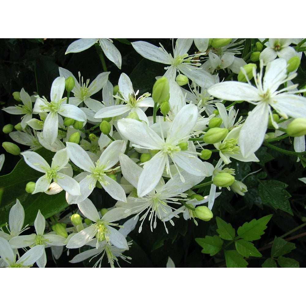 Sweet Autumn Clematis Clematis terniflora (paniculata) 2 Gallon Pot