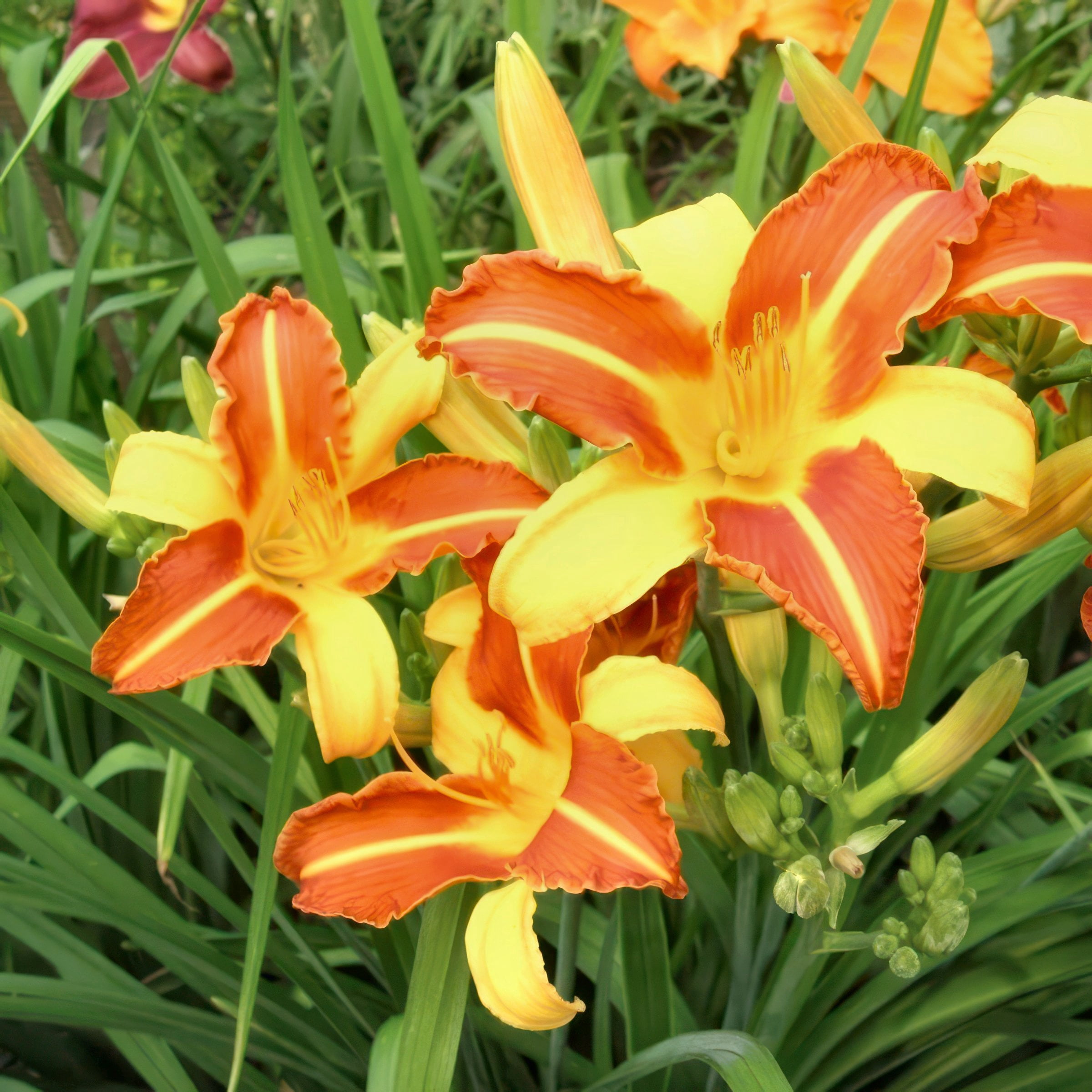 National Plant Network 1 gal. Daylily Frans Hals Perennial Plant (4-Pack)