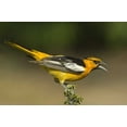 thumbnail image 2 of Welling, Dave 24x17 Black Ornate Wood Framed with Double Matting Museum Art Print Titled - TX Bullocks oriole male in breeding plumage, 2 of 4