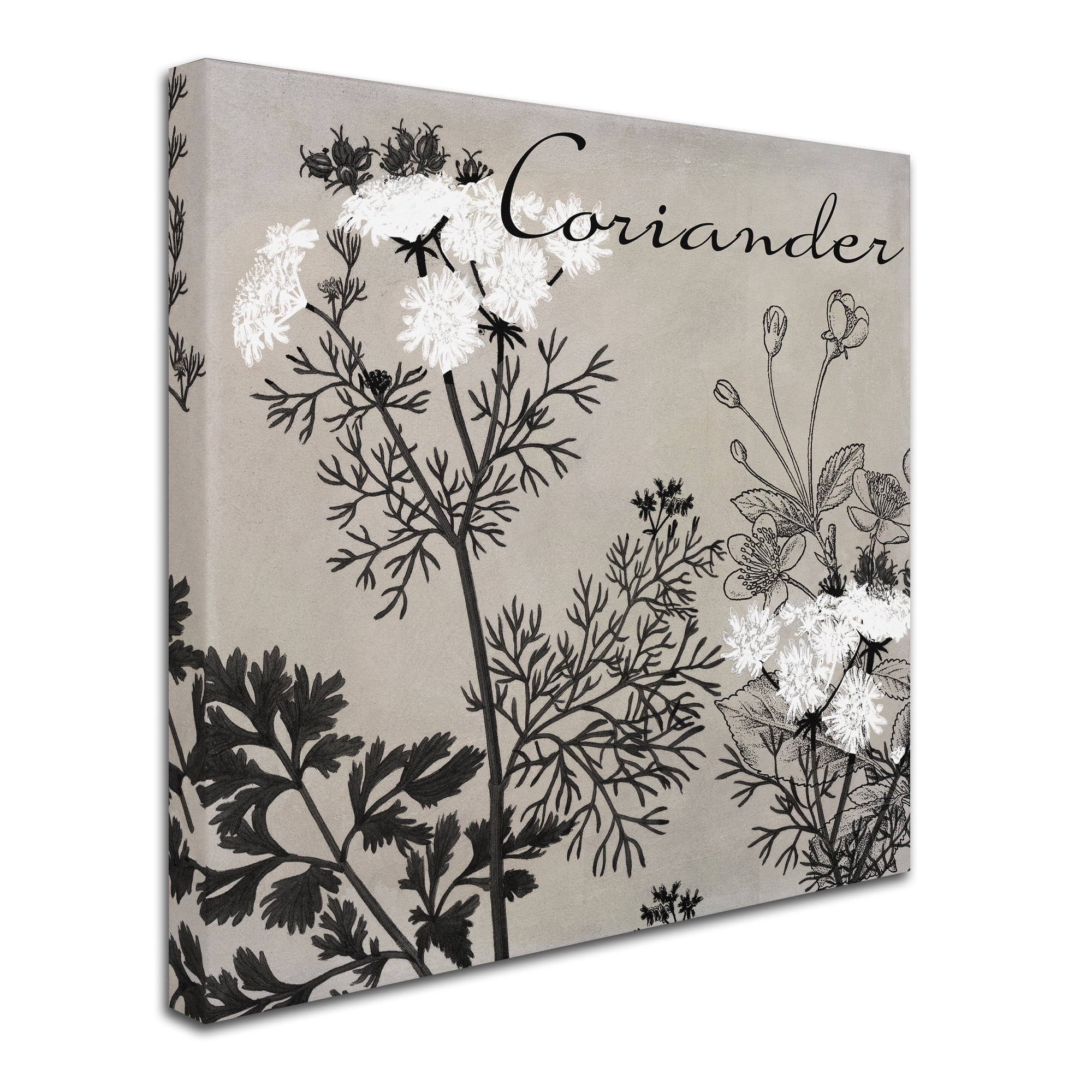 Trademark Fine Art "Flowering Herbs IV" Canvas Art by Color Bakery