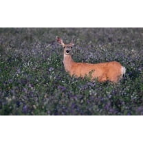 SeedRanch Alfalfa Food Plot Seed - 2 Lbs.