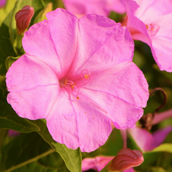 TomorrowSeeds - Baby Pink Four O' Clock Seeds - 100  Count - For 2026 Planting Mirabilis Jalapa