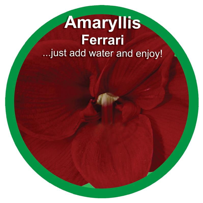 EuroBlooms Amaryllis Ferrari Red Blooms in 6-Inch Green Pot Live Decorative Plant