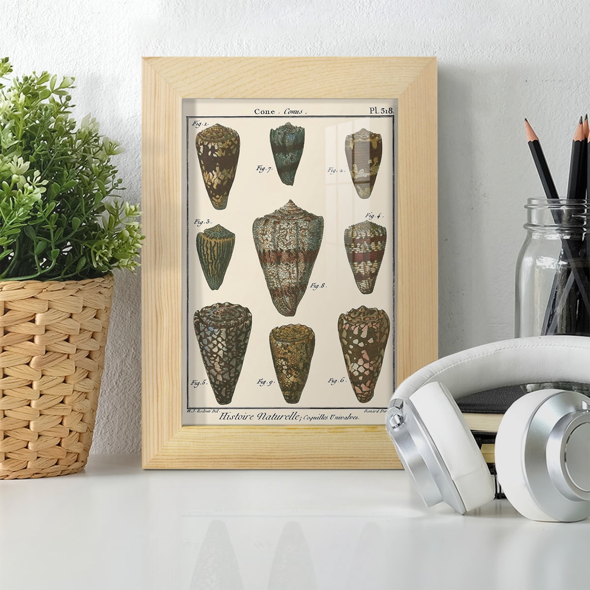 Cone Shell pl. 318 -Framed Print w/glass-Natural Wood